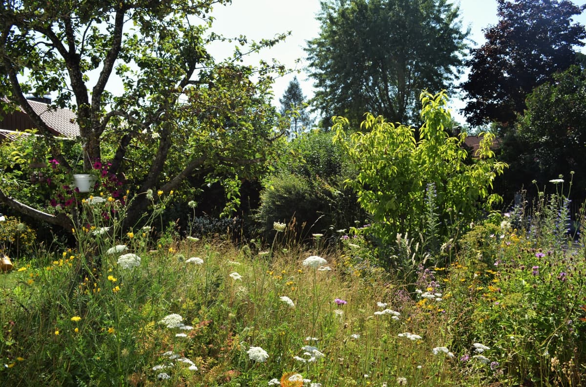 Blüh- und Duftgarten - Bild 10