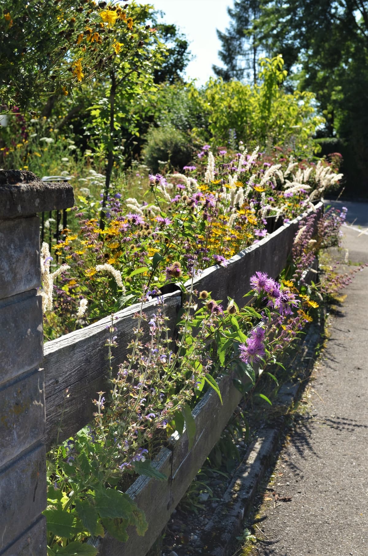 Blüh- und Duftgarten - Bild 11