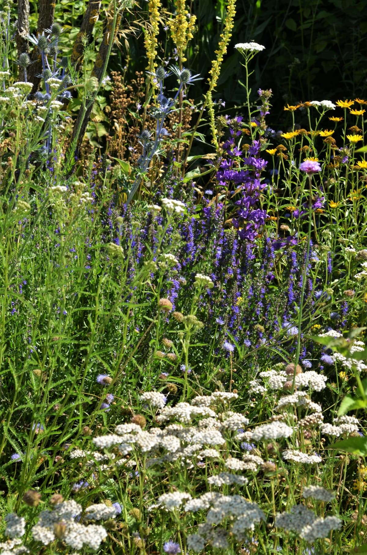 Blüh- und Duftgarten - Bild 12