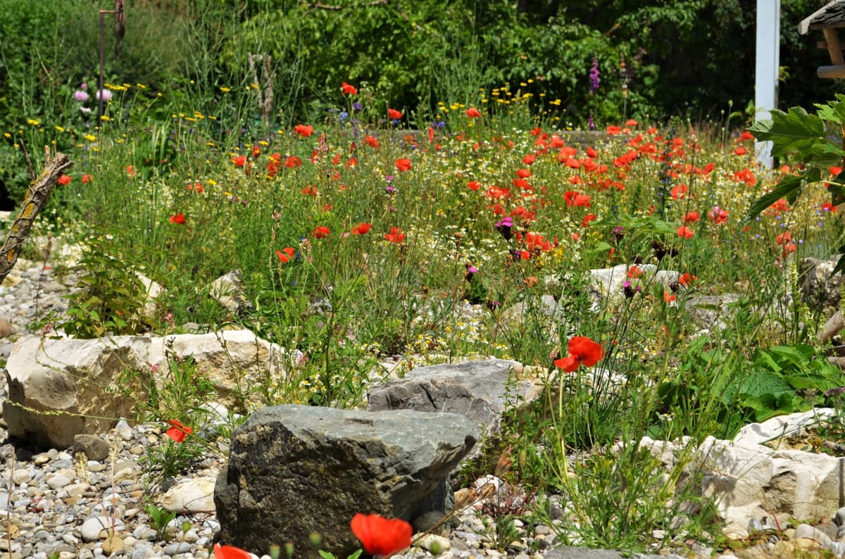 Blüh- und Duftgarten - Bild 15