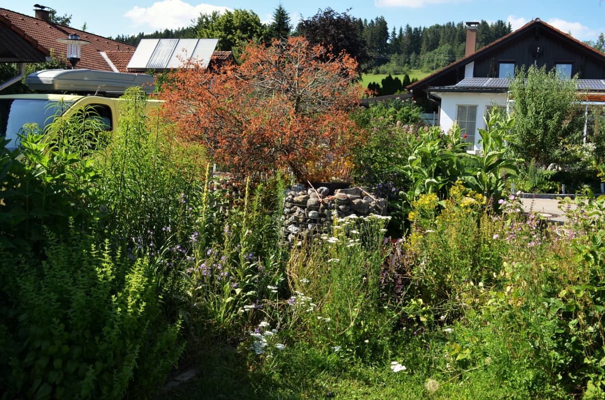 Blüh- und Duftgarten - Bild 3