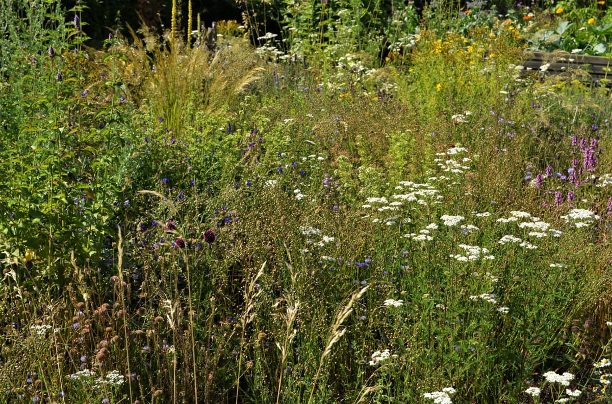 Blüh- und Duftgarten - Bild 5