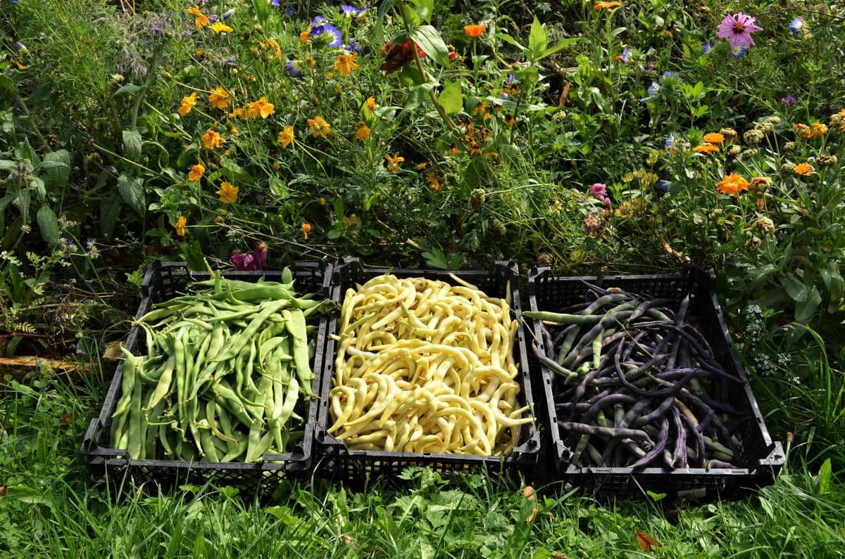 Ernte aus dem Permakultur-Garten: grüne, gelbe und violette Bohnen