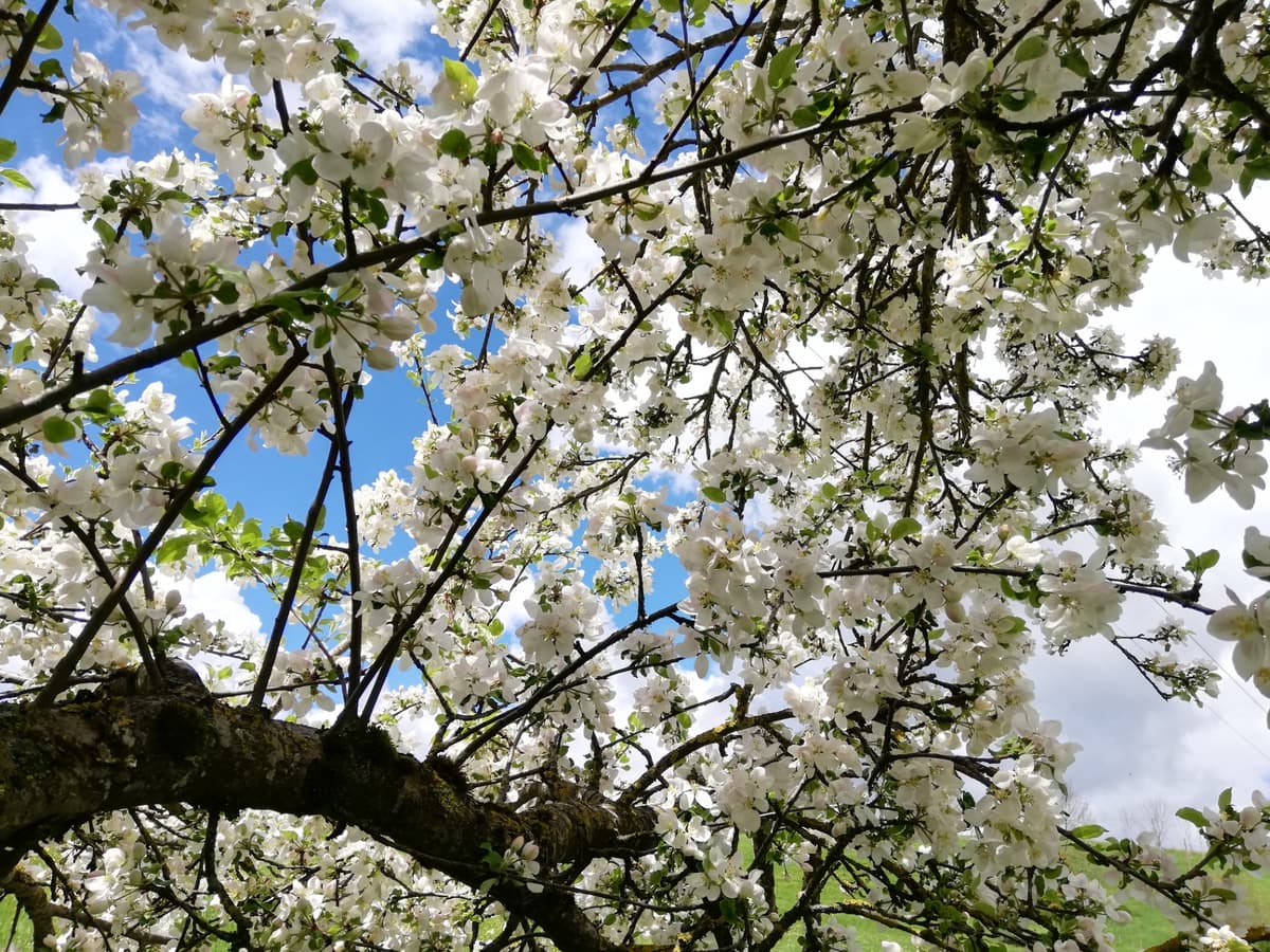 Gartenpflege