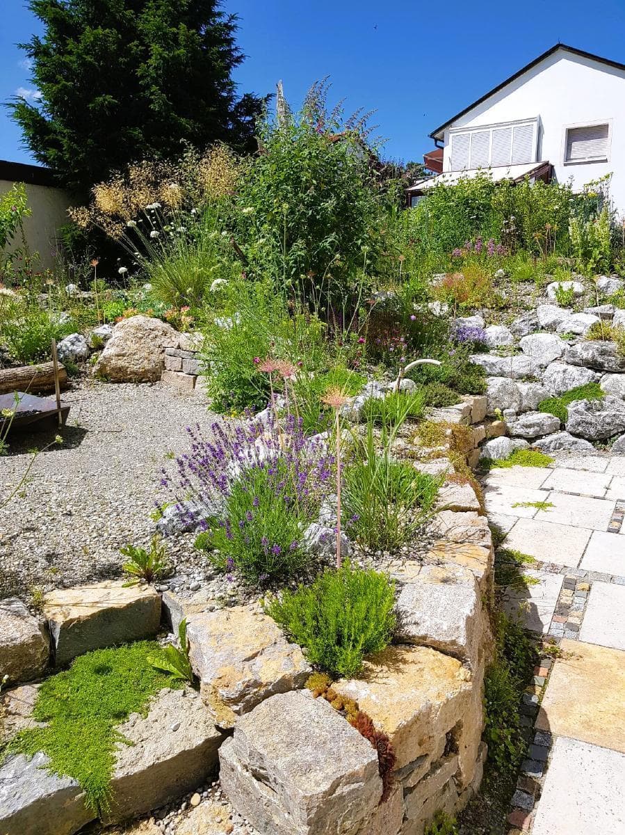Trockenmauer mit Lavendel und Stauden im Naturgarten