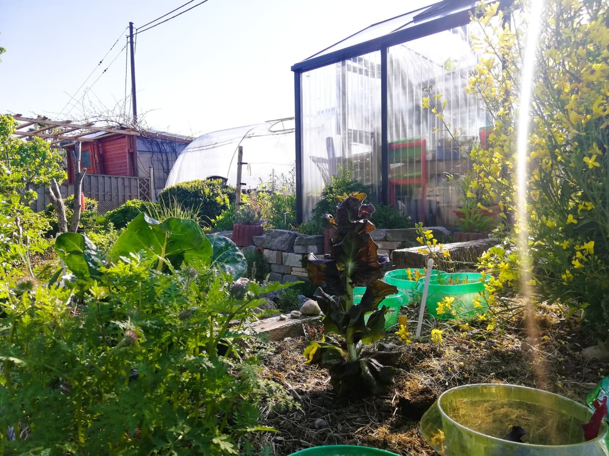 Natur- und Permakultur-Schrebergarten - Bild 2