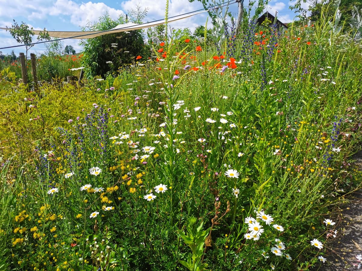 Selbstversorger-Naturgarten - Bild 24