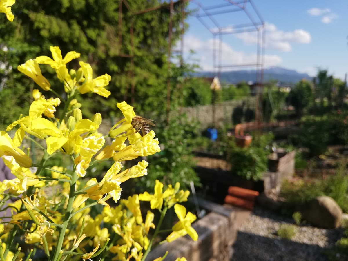 Natur- und Permakultur-Schrebergarten - Bild 4