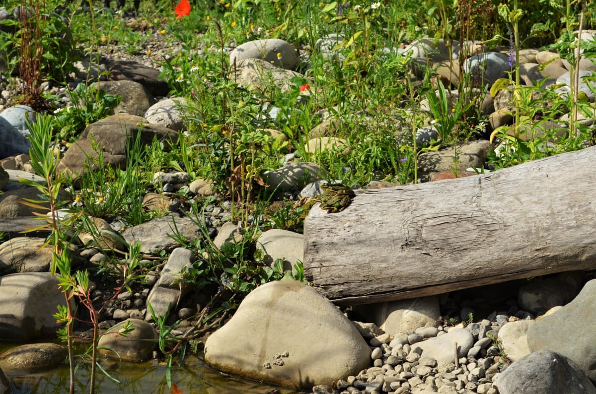 Naturteich mit Uferzone und Wildstauden