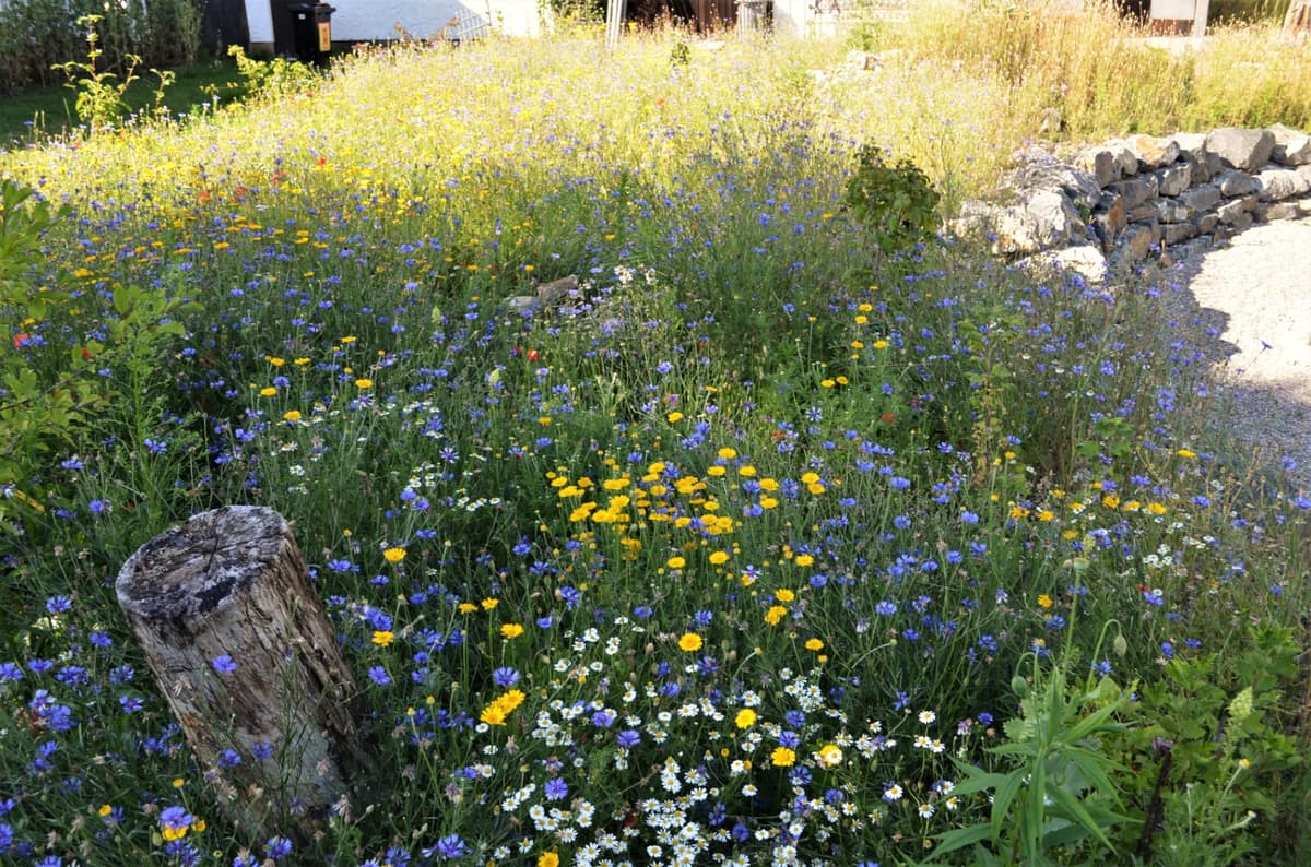 Natur-Erlebnis-Garten - Bild 5