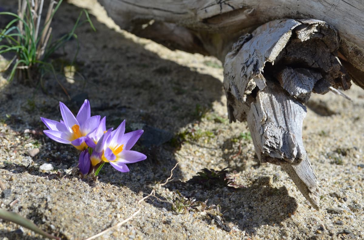 Natur- und Landschaftsgarten - Bild 7