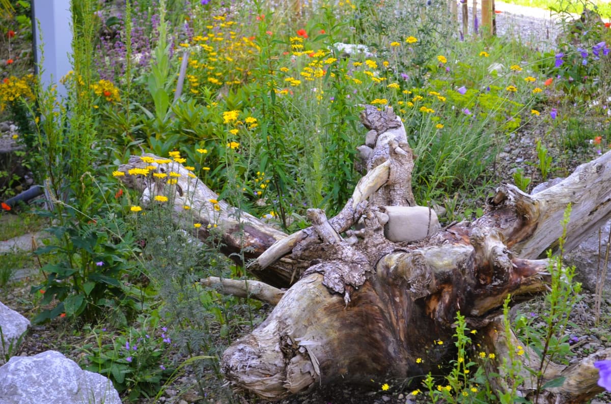 Natur- und Landschaftsgarten - Bild 8
