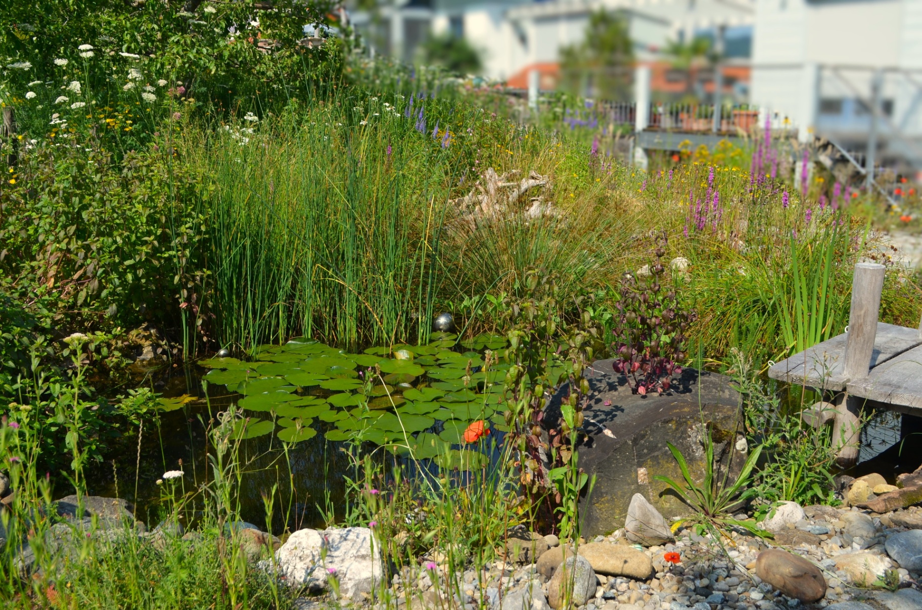 Wasser im Garten