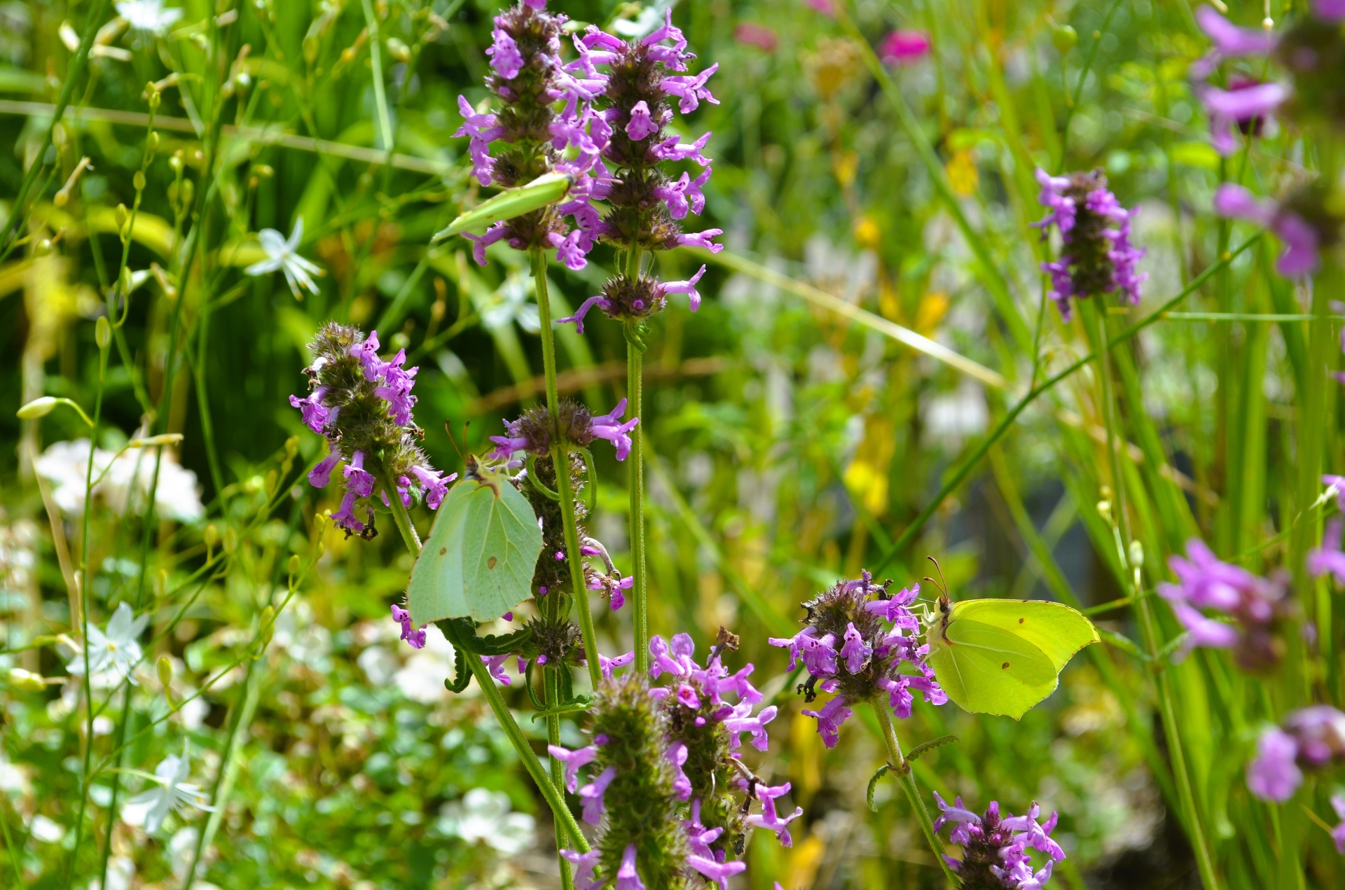 Gartencoaching