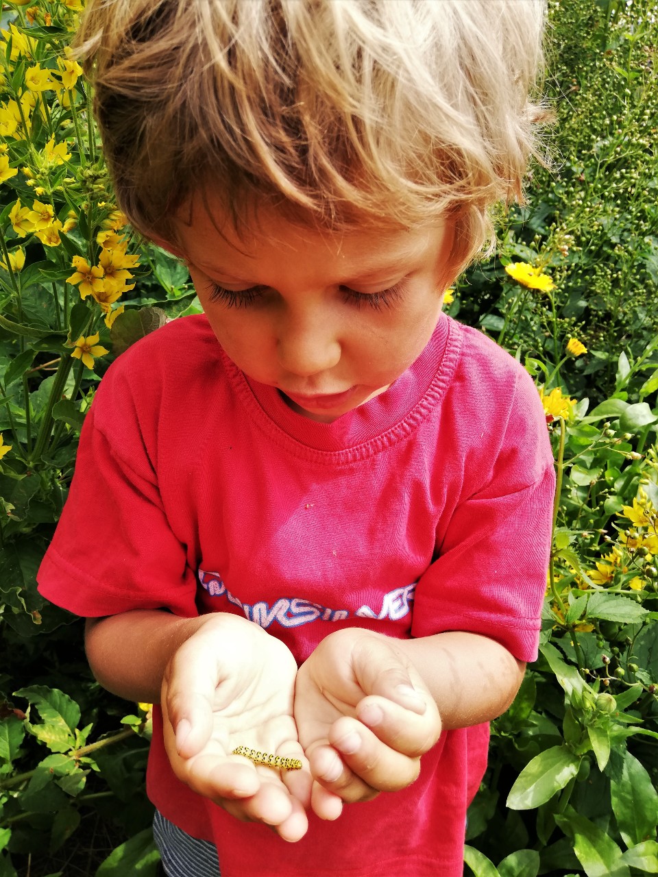 Permakultur-Selbstversorger Garten - Bild 1