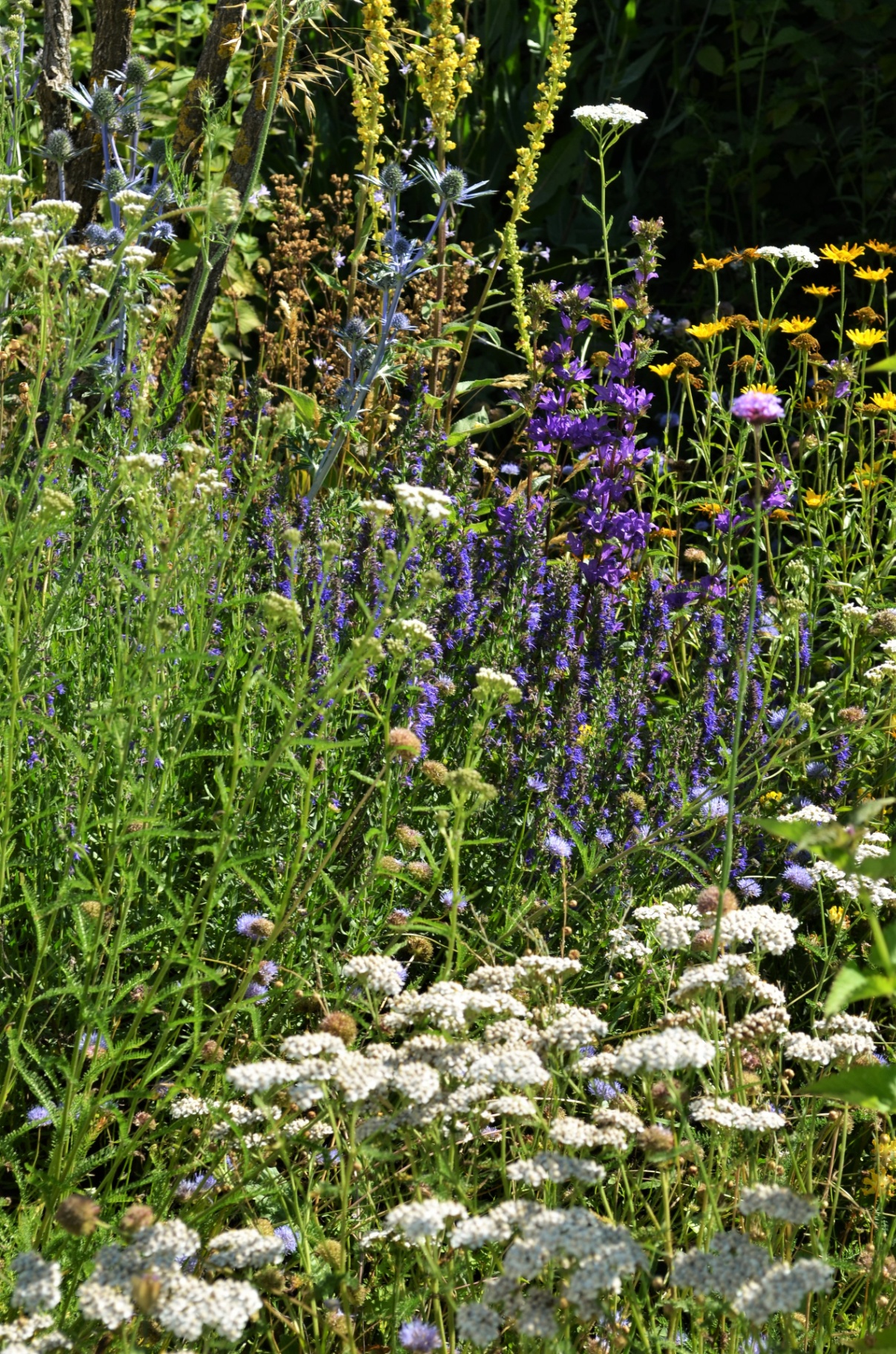 Blüh- und Duftgarten - Bild 12
