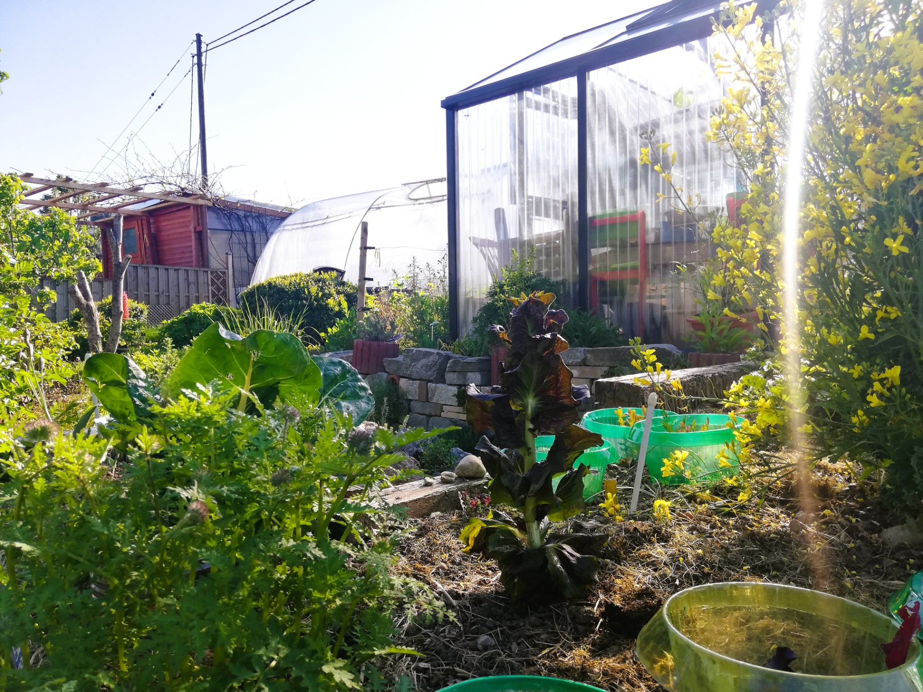 Natur- und Permakultur-Schrebergarten - Bild 2