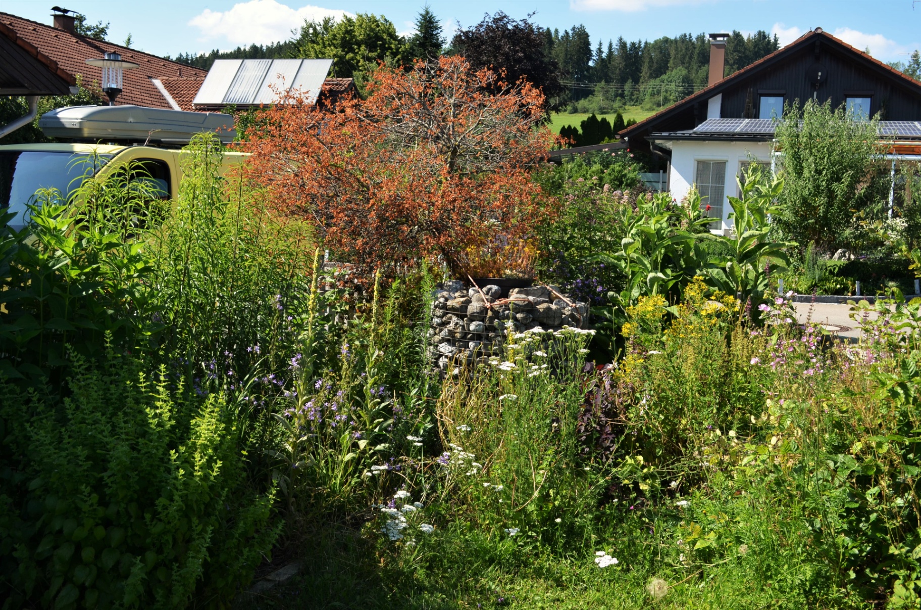 Blüh- und Duftgarten - Bild 3